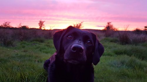 Portrait of dog on grassy field during sunset