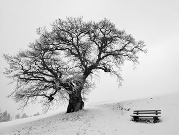 Bare tree on snow covered landscape against clear sky