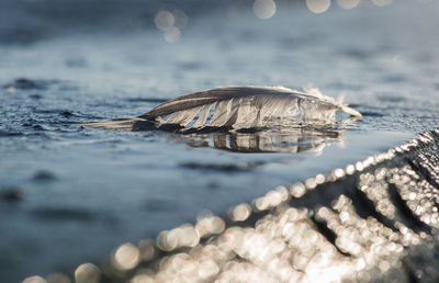 Close-up of turtle in water