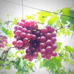 Low angle view of grapes hanging on tree