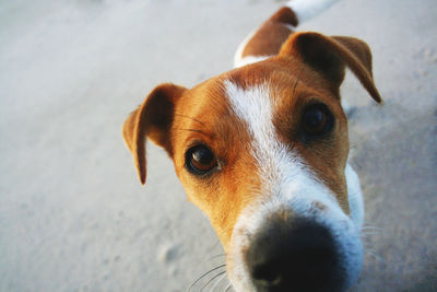 Close-up portrait of jack russell terrier on footpath