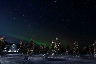 Scenic view of illuminated trees against sky at night