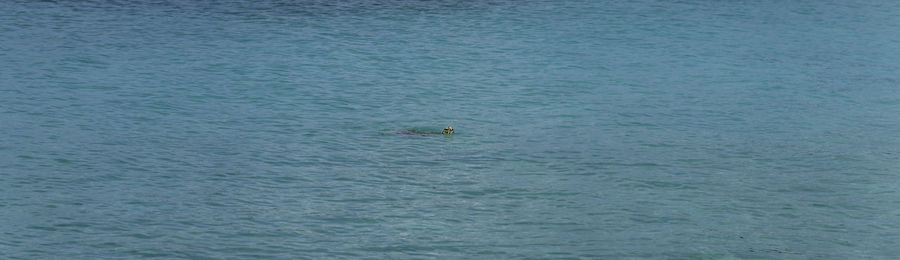 High angle view of a swimming in sea