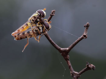 Close-up of insect on plant