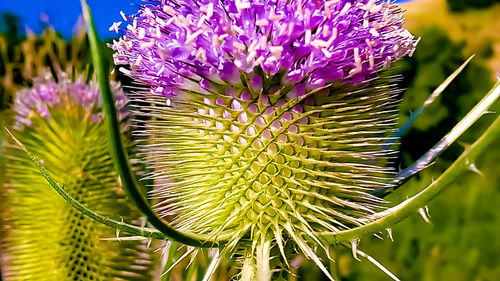 Close-up of thistle flowers