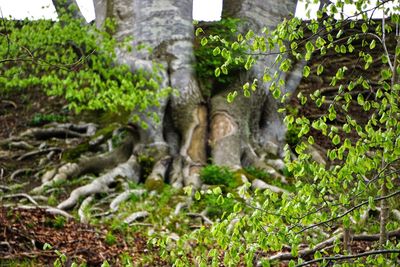 Scenic view of tree