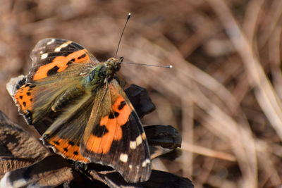 Close-up of butterfly