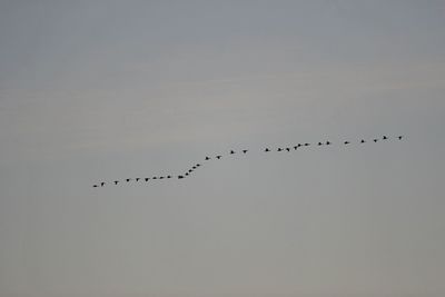 Low angle view of birds flying against sky