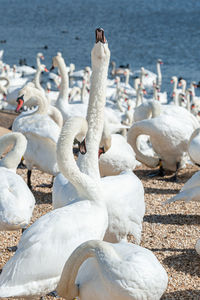 View of swans on beach