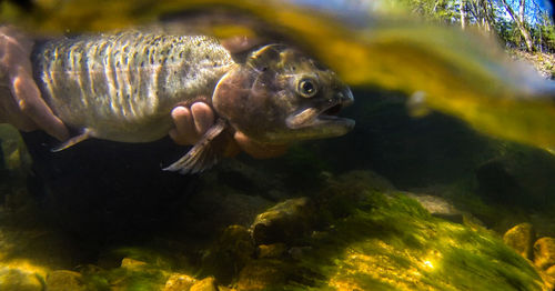 Fish swimming in sea