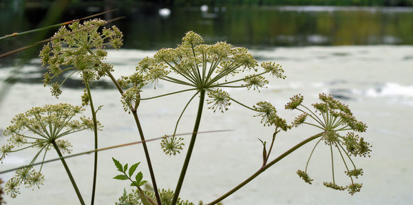 Close-up of white flowers