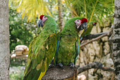 View of birds perching on branch