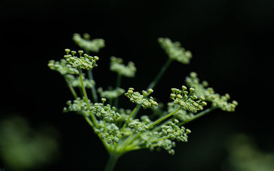 Close-up of plant