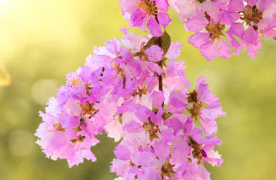 Close-up of pink cherry blossoms