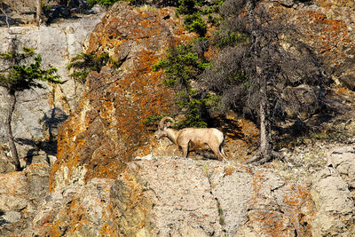 A male bighorn sheep on a mountain wall.