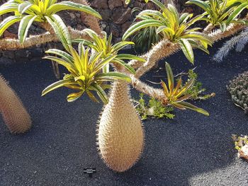 High angle view of succulent plant