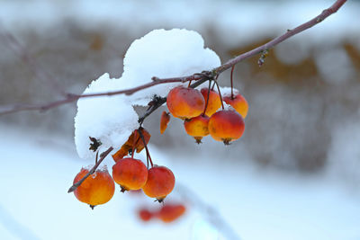 Close-up of orange berries on tree during winter