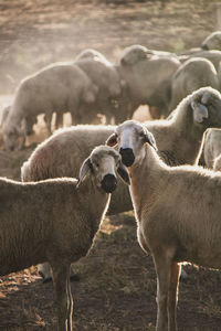 Sheep grazing on field