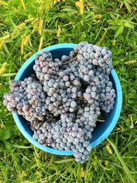 High angle view of grapes in container on field