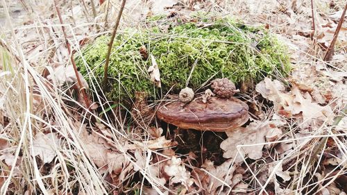 High angle view of mushroom growing on field