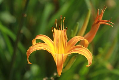 A close up footage of an orange daylily