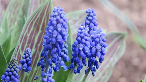 Close-up of purple flowers