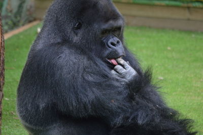 Close-up of monkey in zoo