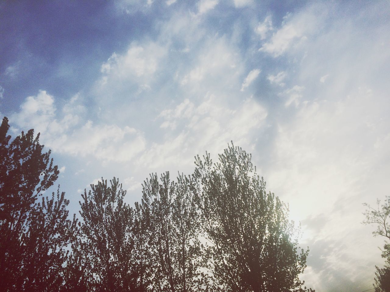 low angle view, tree, sky, cloud - sky, tranquility, beauty in nature, nature, growth, branch, cloudy, silhouette, scenics, tranquil scene, cloud, outdoors, high section, day, no people, treetop, sunlight