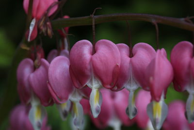 Close-up of pink flowering plants