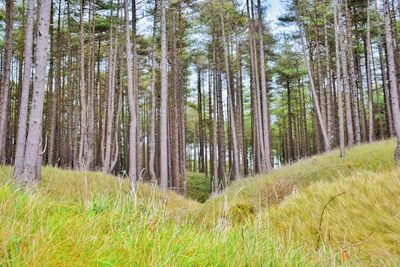 Scenic view of forest