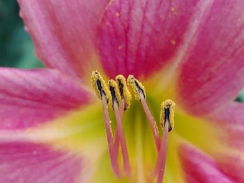 Close-up of pink flower