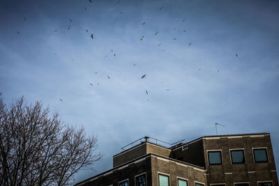 Low angle view of birds flying against sky