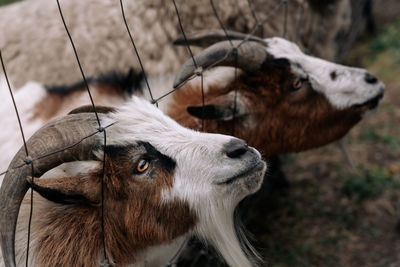 Close-up of goat on field