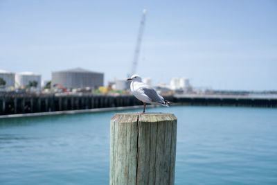 Seagull perching on wooden post