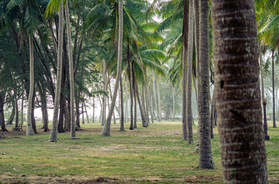 Pine trees in forest