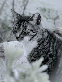 Close-up of a cat looking away