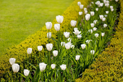 Close-up of white crocus flowers