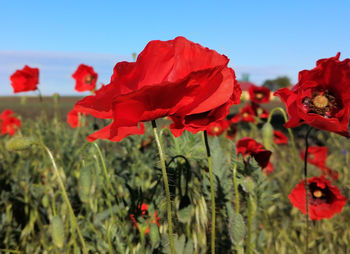 Close-up of red poppy flowers on field