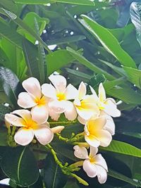 Close-up of white flowering plant