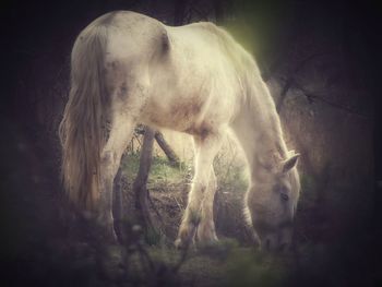 Horse grazing in a field