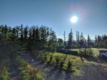 Scenic view of trees against clear sky