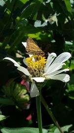 Close-up of butterfly pollinating on sunflower