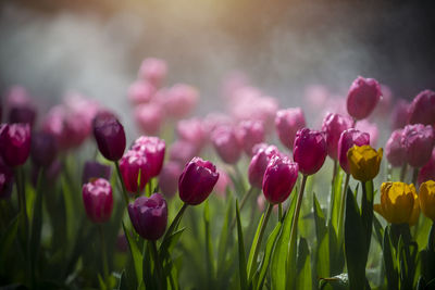 Close-up of pink tulips in field