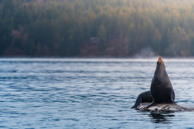 Close-up of sea lion over sea