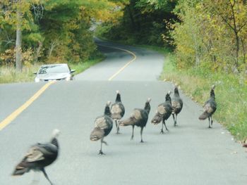 Flock of sheep on road