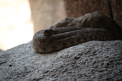 Close-up of rattlesnake on rock