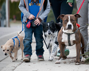 Dog looking at camera