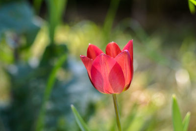 Close-up of red flower blooming outdoors