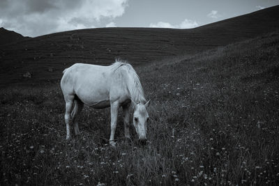 Horse standing in a field