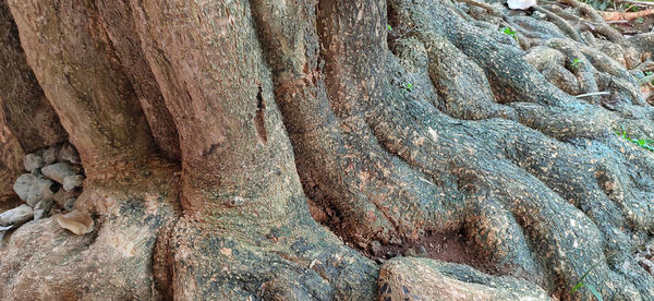 Full frame shot of tree trunk